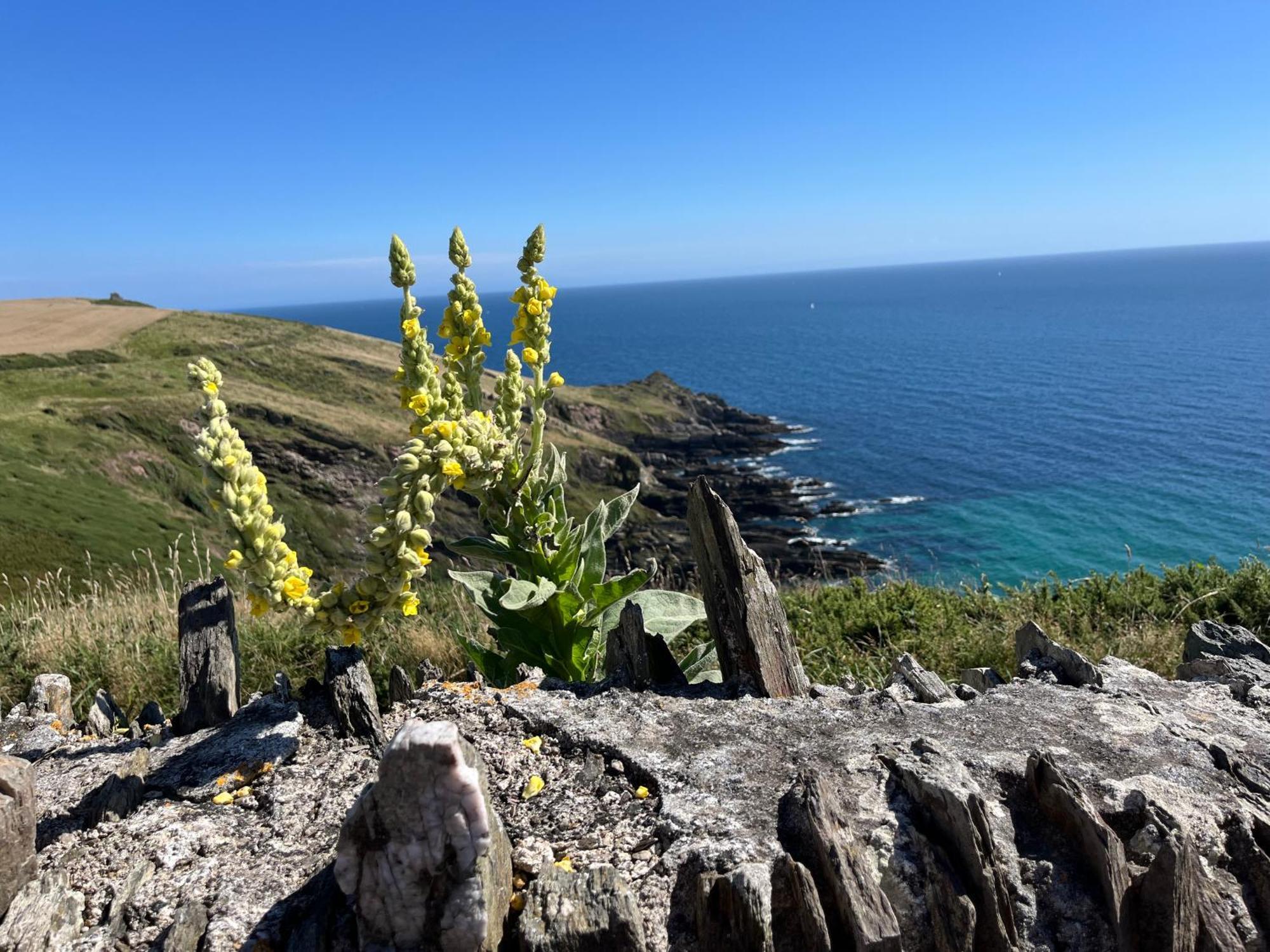 Pilchards Cottage Noss Mayo Dış mekan fotoğraf